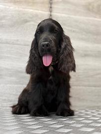 Cocker spaniel inglese enci