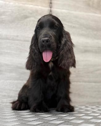 Cocker spaniel inglese enci