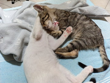 Adozione gattini di 4 mesi