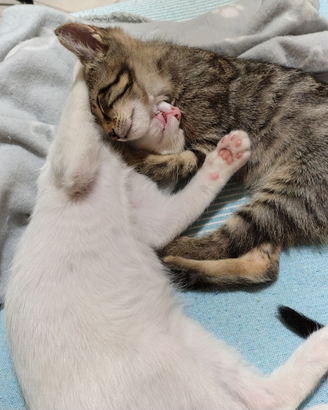 Adozione gattini di 4 mesi