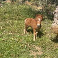Pony shetland