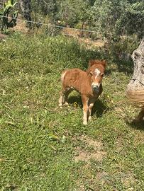 Pony shetland