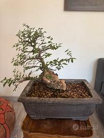 Bonsai olmo campestre