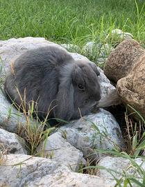 Coniglietta nana Blu di Vienna