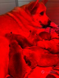 Cuccioli Welsh Corgi Pembroke