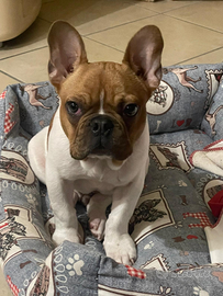 Bulldog francese