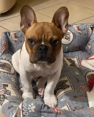 Bulldog francese