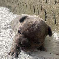 Bulldog francese blu and tan