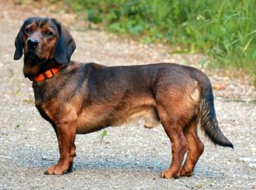 Dachsbracke femmina