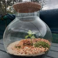 Terrario con muschio e piante