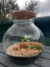 Terrario con muschio e piante