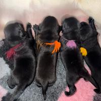 Cuccioli di labrador Retriever