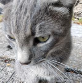 I migliori gatti del mondo