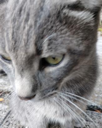 I migliori gatti del mondo