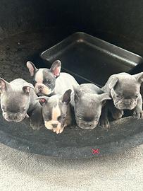Bulldog francese