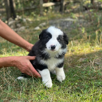 Cuccioli border colli con pedigree