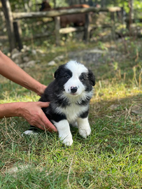 Cuccioli border colli con pedigree