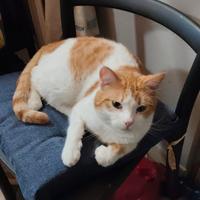 Gattini.un po' speciali