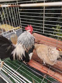 Coppie di galline e colombi di razza
