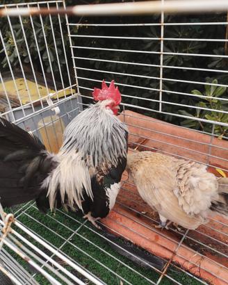 Coppie di galline e colombi di razza