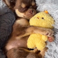 Oooooocasione ultimi chihuahua rimasti LEGGI TUTTO