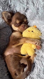 Oooooocasione ultimi chihuahua rimasti LEGGI TUTTO