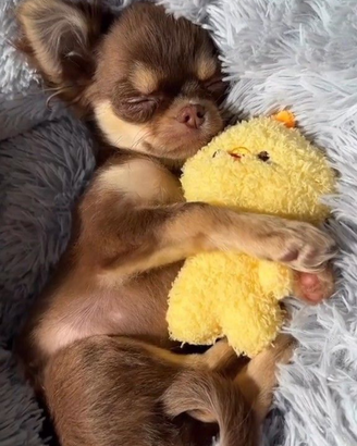 Oooooocasione ultimi chihuahua rimasti LEGGI TUTTO