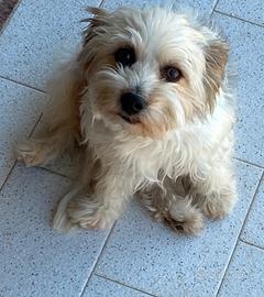 Maltipoo
