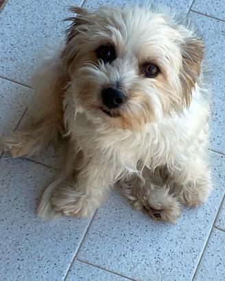 Cane Maltipoo