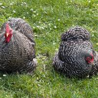 Cocincina nana sparviero