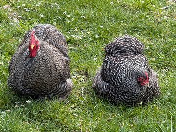 Cocincina nana sparviero
