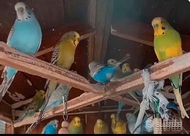 Blu verde azzurro giallo maschi e femmine