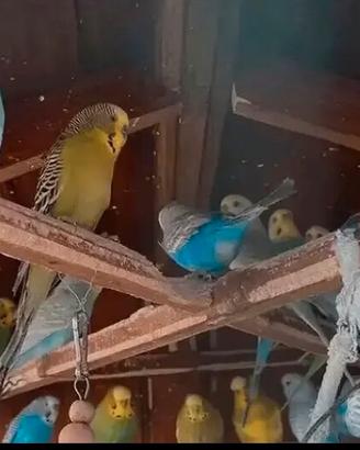 Blu verde azzurro giallo maschi e femmine