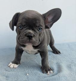 Bulldog francesi esotici