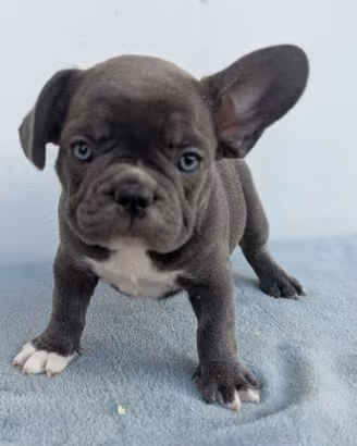 Bulldog francesi esotici