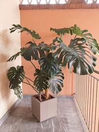 Monstera Deliciosa grande
