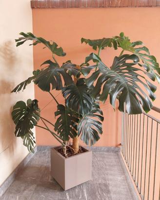 Monstera Deliciosa grande
