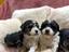 Immagine 27