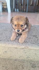 Cagnolini