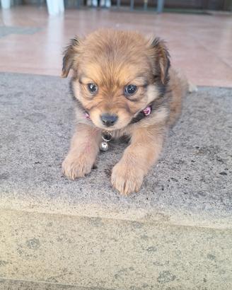 Cagnolini