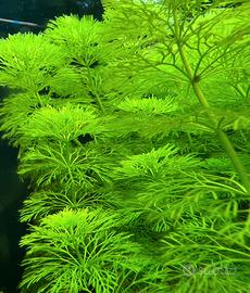 Limnophila sessiflora, pianta per acquario