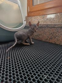 Sphynx elf con pedigree