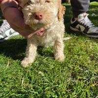 Lagotto romagnolo