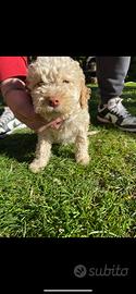 Lagotto romagnolo