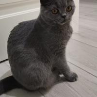 Gatto Scottish Straight