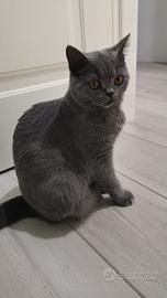 Gatto Scottish Straight