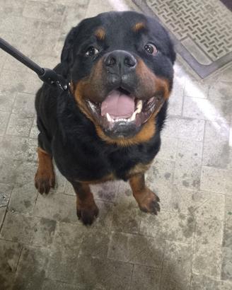 Rottweiler per monta