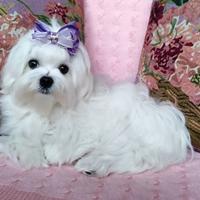 Cucciolo MALTESE con pedigree