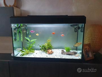 Teca per rettili o piante