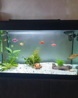 Teca per rettili o piante